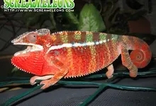 animals chameleons reptile reptiles chameleon 1600x1200 wallpaper Art HD Wallpaper